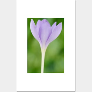 Crocus goulimyi   AGM  Autumn flowering crocus Posters and Art